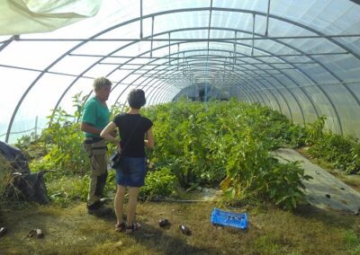 Personnes dans une serre de légumes