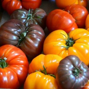Tomates (Kg)