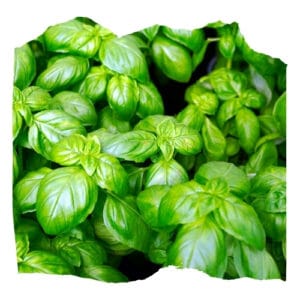 Basilic (botte)