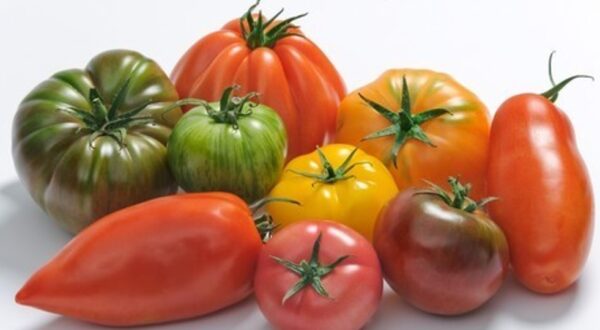Cageot de tomates à coulis (10 KG)