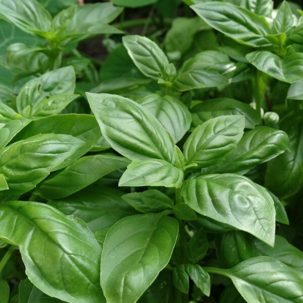 Basilic (botte)