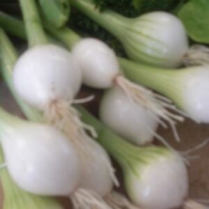 Oignon blanc (Botte)