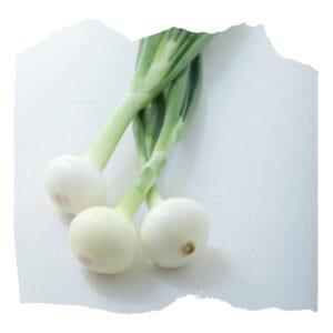 Oignon blanc (Botte)