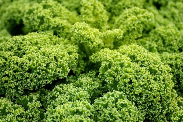Chou Kale (0.500 Kg)