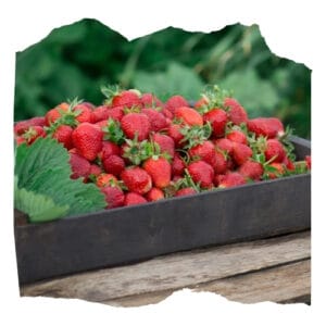 Fraises (0,250 Kg)