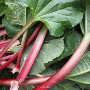 Rhubarbe