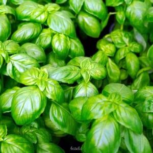 Basilic (botte)