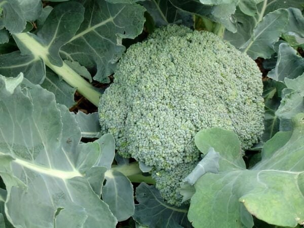 Chou Brocoli (Kg)