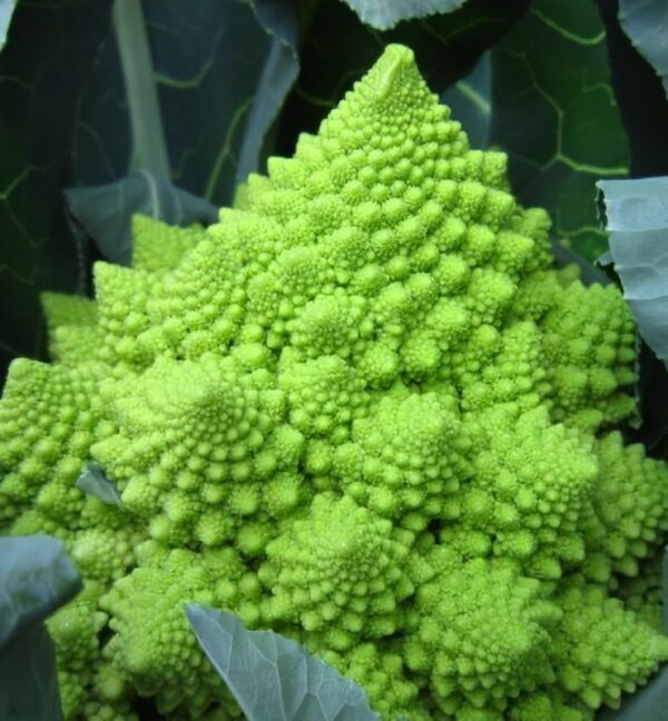 Chou Romanesco (Kg)