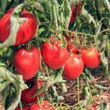 Photo d'un plant de tomates cœur de bœuf