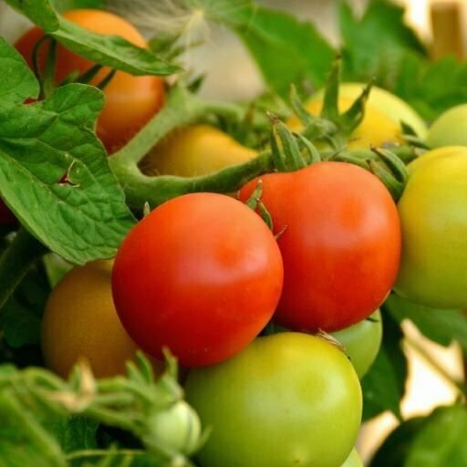 Photo d'un plant de tomate