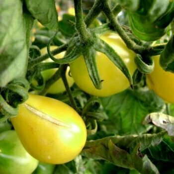 Plant Tomate Cerise poire jaune
