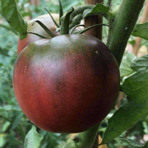 Plant Tomate Black from Tula