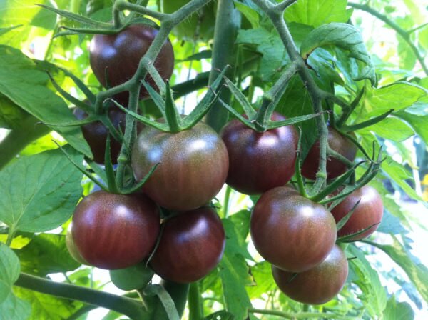 Plant Tomate Cerise Black cherry noire