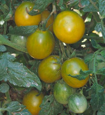 Plant Tomate Cerise verte green grape
