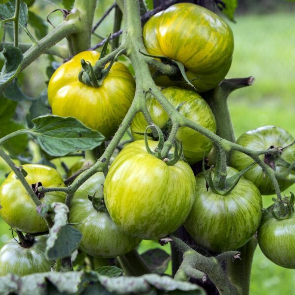 Plant Tomate Green Zebra