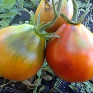 Plant Tomate noire Bédouin