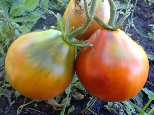 Plant Tomate noire Bédouin