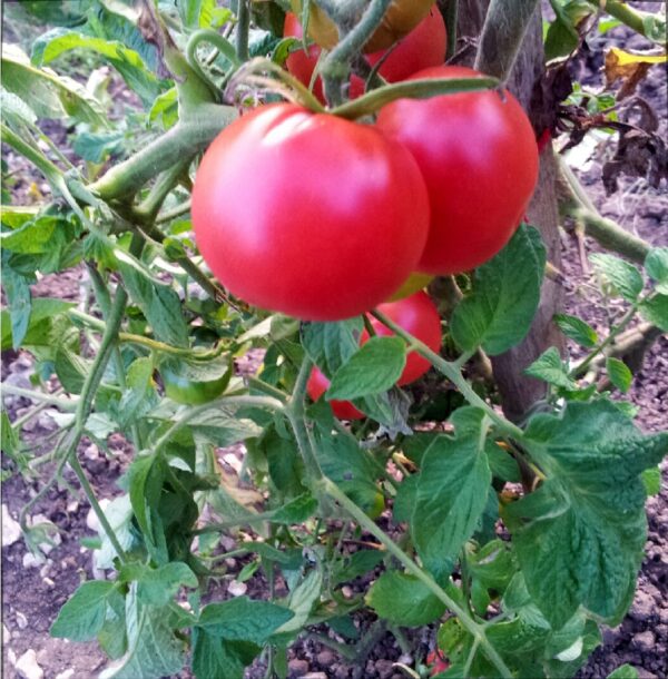 Plant Tomate Rose de Berne