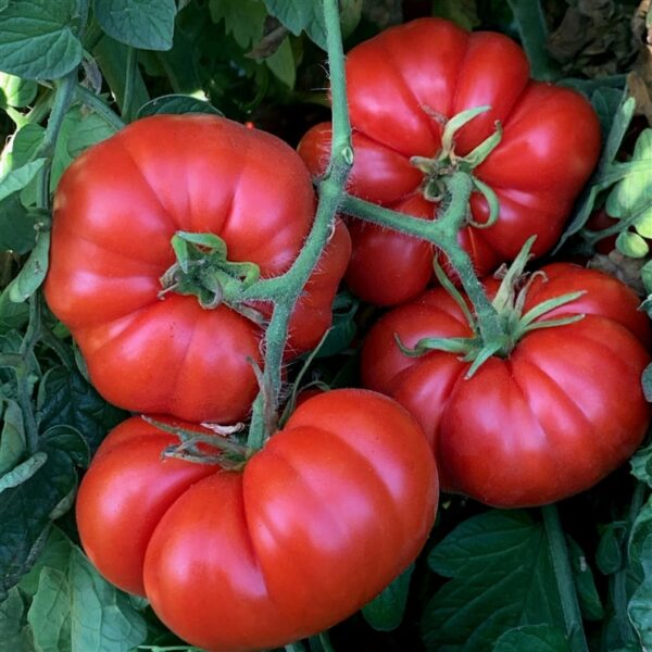 Plant Tomate rouge Marmande