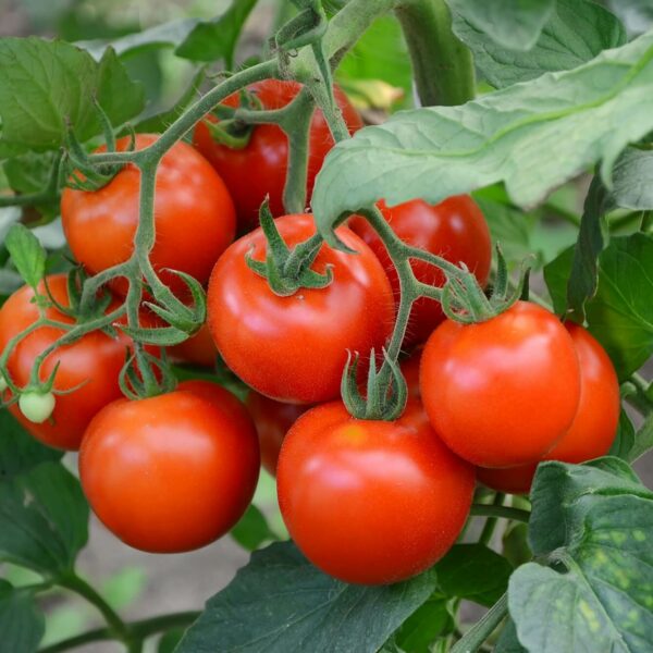 Plant Tomate Mattina rouge en grappe