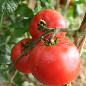 Plant Tomate rouge Merveille des marchés