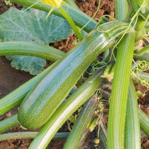 Plant courgette Zuboda