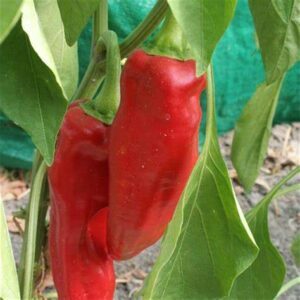 Plant Poivron Long rouge Corno di Toro