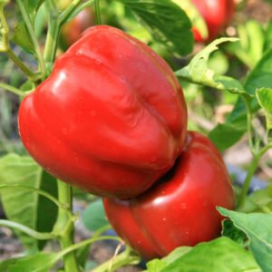Plant poivron Yolo Wonder