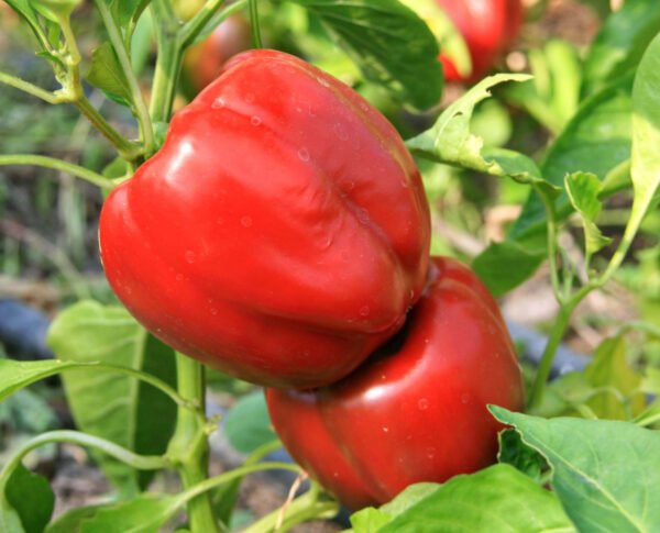 Plant poivron Yolo Wonder