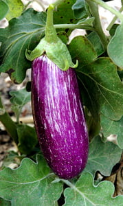 Plant Aubergine tigrée