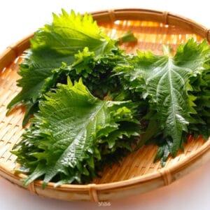 Shiso