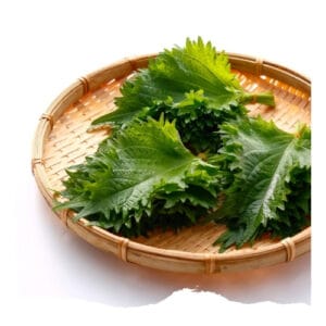 Shiso
